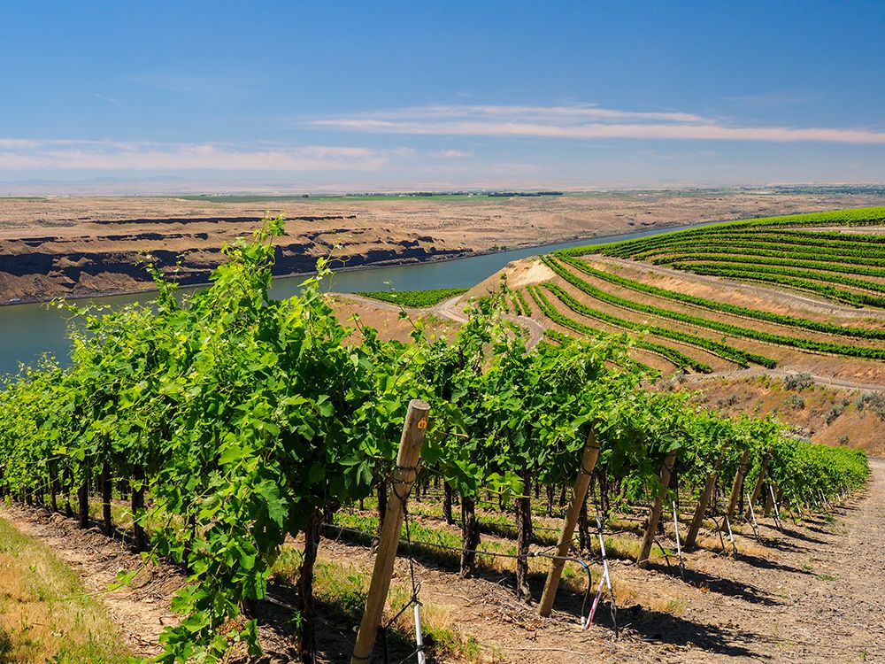 A vineyard carved out of a steep-south-facing slope by the Columbia River-Horse Heaven Hills-WA